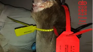 La Policía Foral denuncia al coto de Isaba por mala gestión de los precintos, en la imagen un precinto de corzo en una pata de ciervo. PF