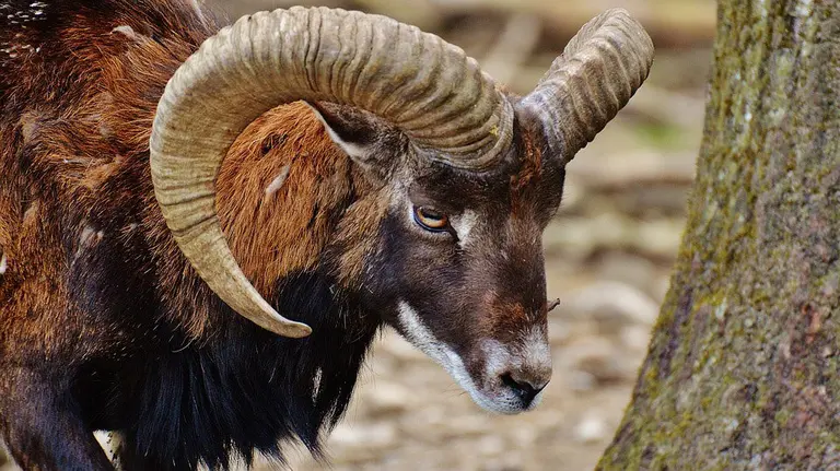 Un muflón europeo, catalogado en España como Especie Exótica Invasora ARCHIVO