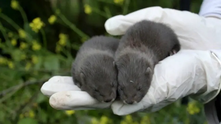 Dos ejemplares de visón europeo, especie en peligro de extinción. EFE