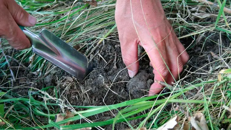 Una persona recoge una trufa de la tierra.