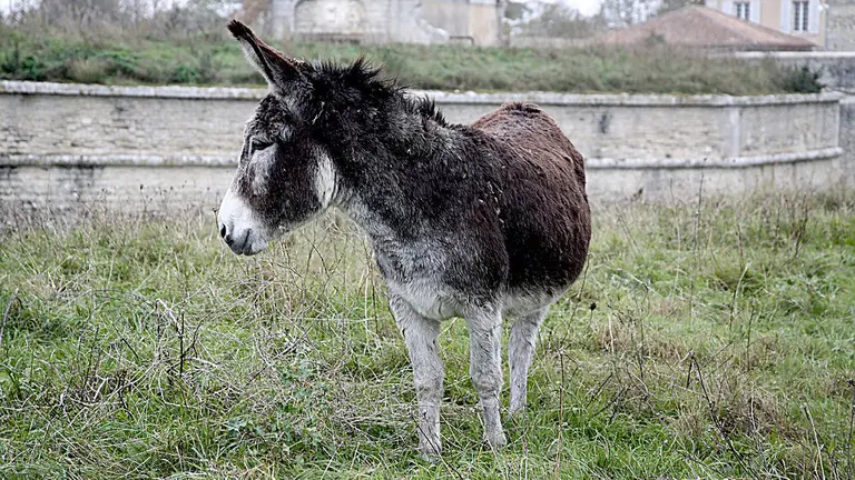Imagen de una burra pastando en prado ARCHIVO