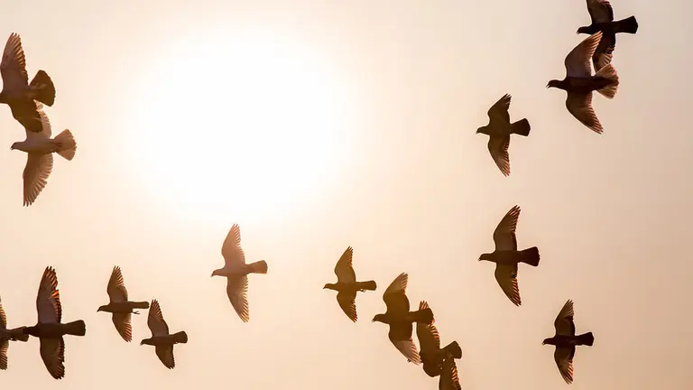 Una bandada de palomas vuela al atardecer. ARCHIVO