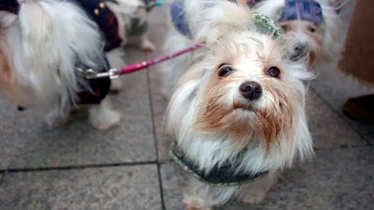 Concentración de Libertad Animal Navarra en Pamplona con motivo del Día Internacional de los Derechos de los Animales. S. REDIN (8)