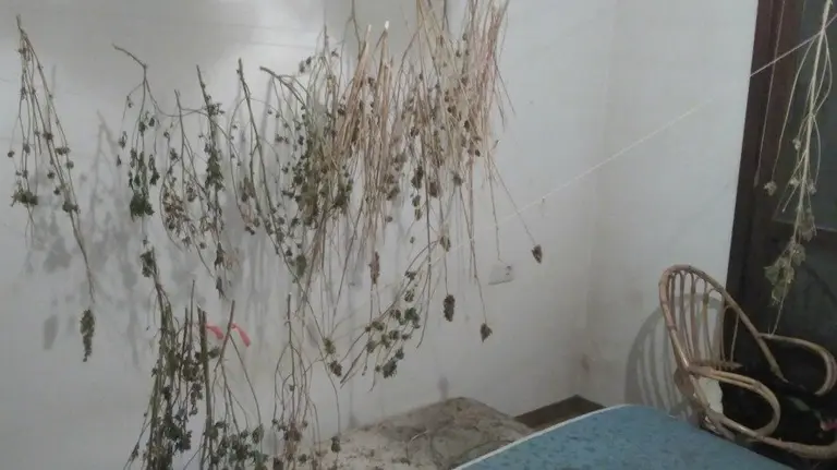 Plantas de marihuana secando en la vivienda del detenido. PFORAL