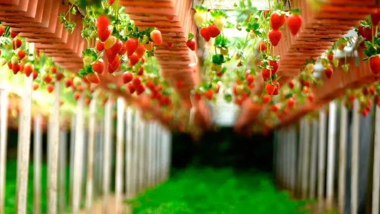 Fresas cultivadas en un jardín urbano.