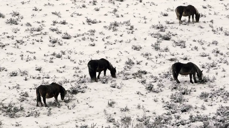 Caballos en los montes nevados, durante el temporal de nieve que azota sobre todo al Norte de Navarra. EFE/Iban Aguinaga