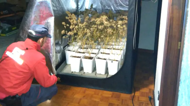 Plantación de marihuana descubierta en un domicilio de Arre cuando los bomberos llegaron a sofocar un incendio POLICÍA FORAL