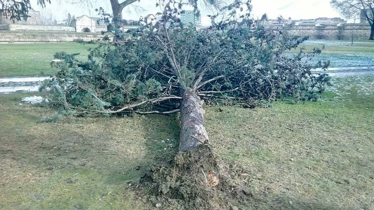 Árbol caído durante la madrugada del sábado 14 de enero en la Vuelta del Castillo de Pamplona.