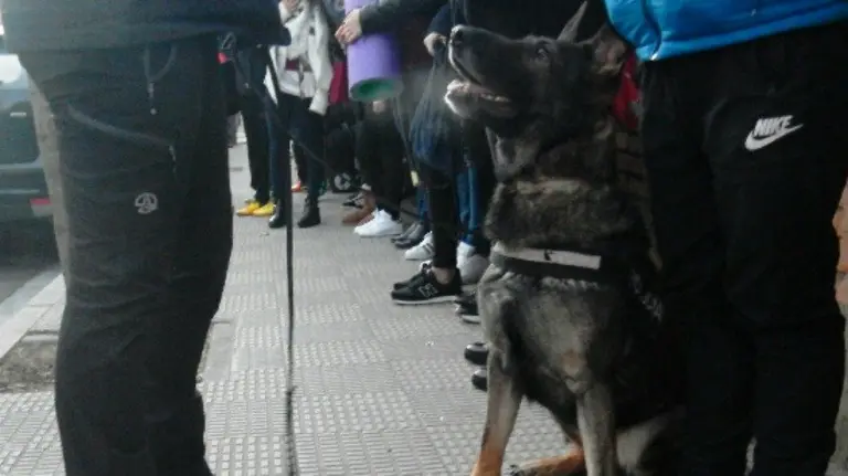 El perro avisa a su guía, sentándose y mirándole, de posible presencia de droga. PFORAL