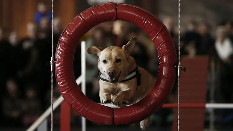 Pamplona Negra ofrece una exhibición a cargo de la unidad canina de la Policía Foral. EFE/Diges