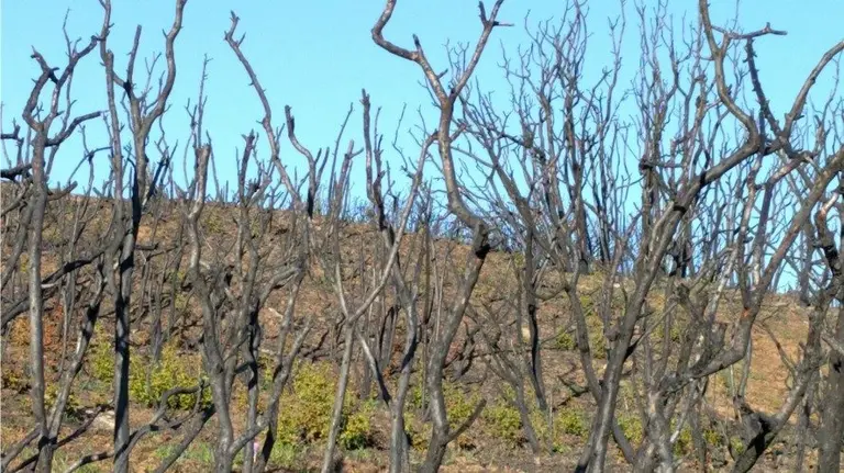 Una de las zonas afectadas por el agrave incendio que afectó al norte de Tafalla el pasado agosto.