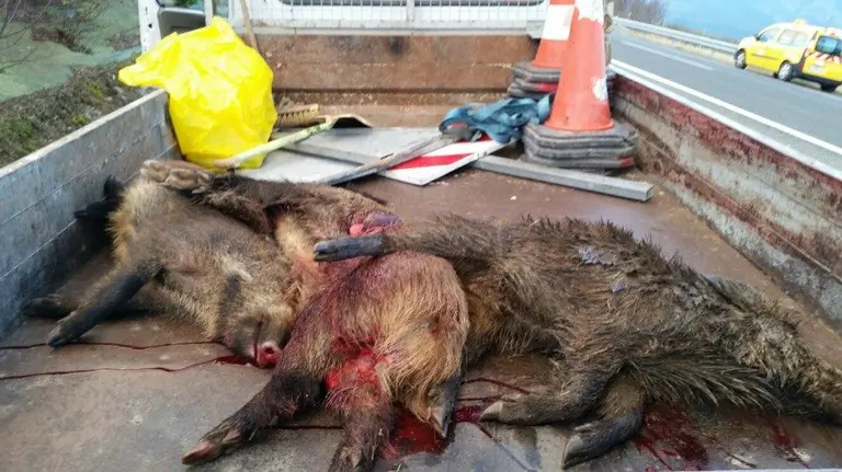 La piara de jabalíes en el momento de su retirada de la carretera. PFORAL