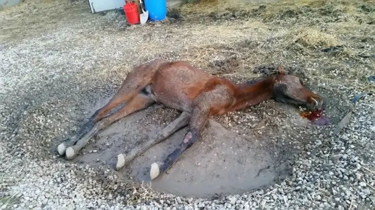 Maltrato de caballos en Etxauri. GURELUR