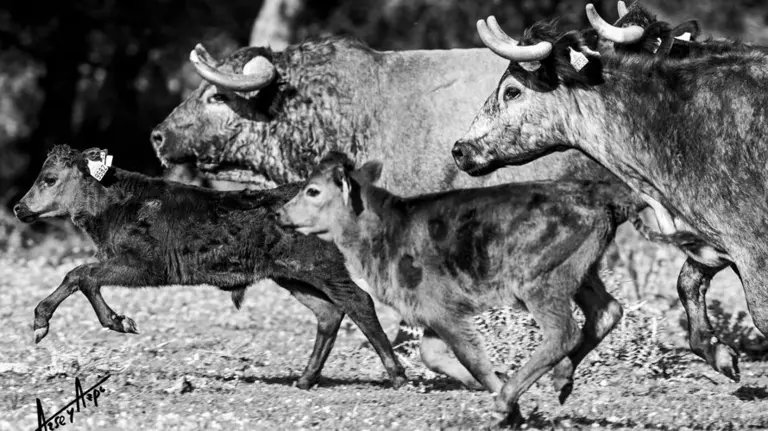 Cartel de la jornada de tauromaquia que se celebrará en la UPNA. CEDIDA