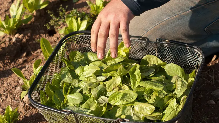 Un agricultor recoge brotes de lechuga. ARCHIVO