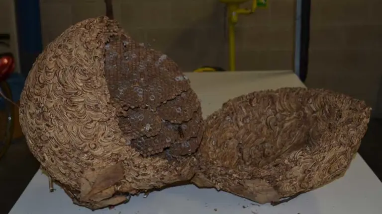 Nido de avispa asiática retirado en Pamplona. AYUNTAMIENTO