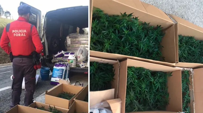 La Policía Foral se ha incautado de 300 esquejes de marihuana en un control de tráfico en Ezkurra PF