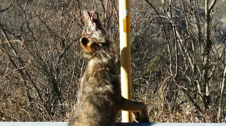 El lobo que ha aparecido colgado en una señal de tráfico. FAPAS