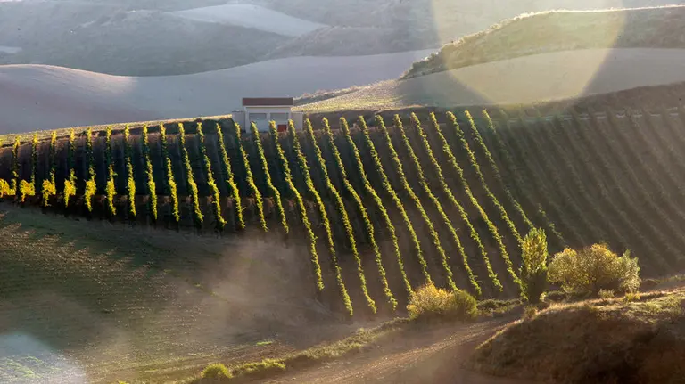 Campo durante el amanecer. ARCHIVO