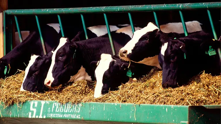 La Diputación de Soria pide paciencia frente a las críticas de Navarra y algunos científicos sobre la instalación de una macrovaquería en Noviercas. Archivo.