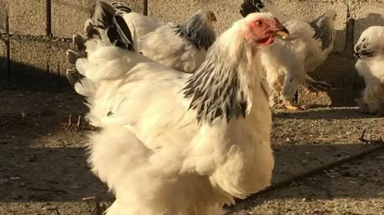 El descomunal gallo gigante que se ha hecho viral en las redes sociales. 