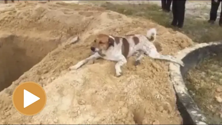 Bobby, el perro que corri&oacute; al funeral de su due&ntilde;a.