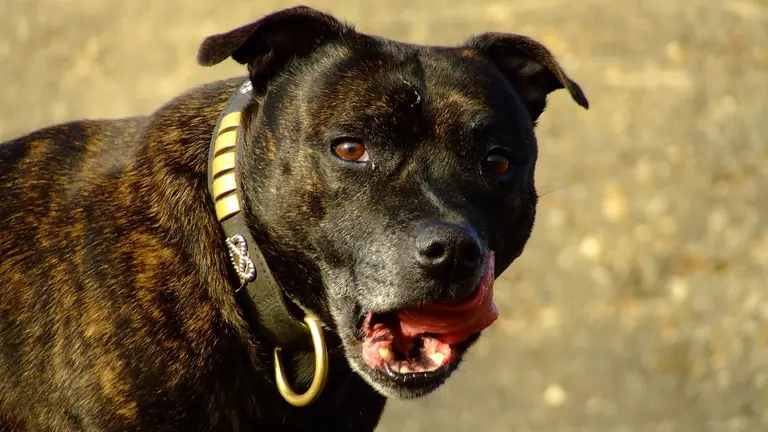 Un perro Staffordshire bull terrier