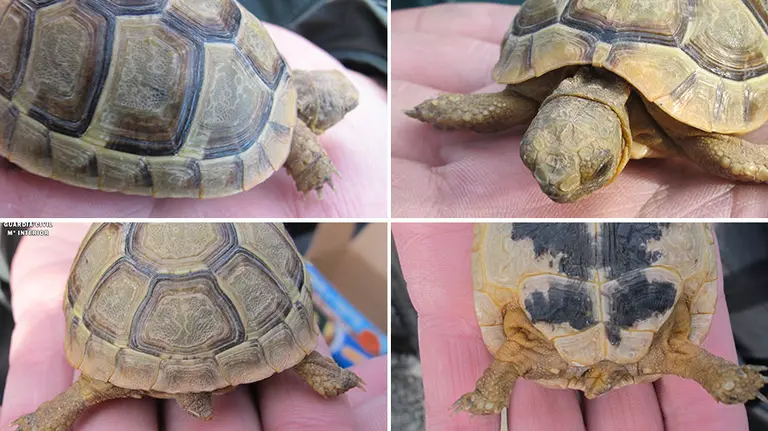 Tortuga Mora, interceptada en Navarra por la Guardia Civil.
