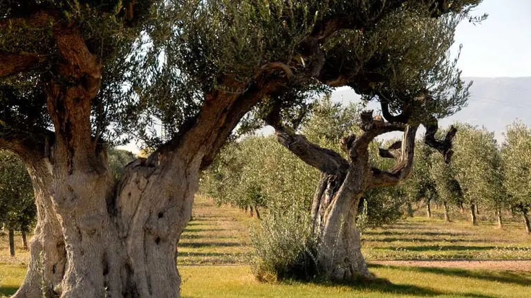 Viejos ejemplares en el olivar de Abbae de Queiles.  AQ