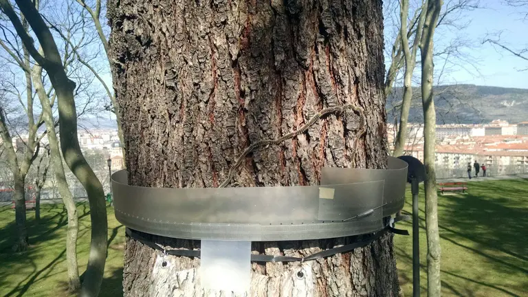 Anillo para procesionaria en un árbol de Pamplona. AYUNTAMIENTO DE PAMPLONA