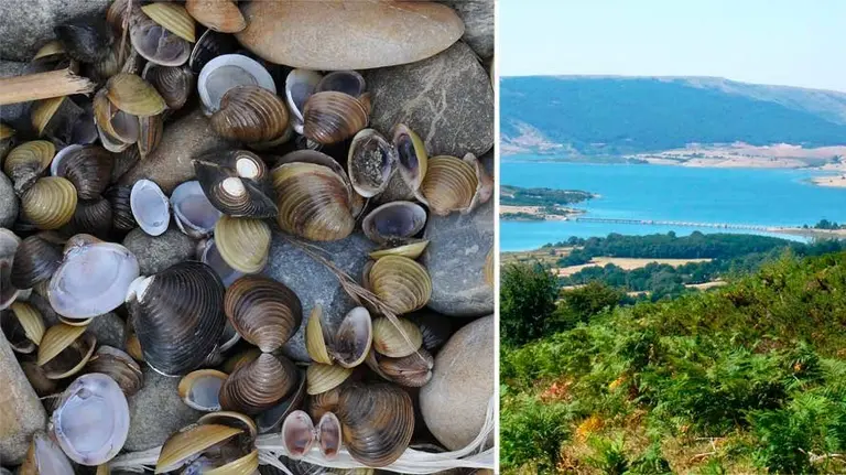 Conchas de almeja asiática en las orillas de un rio. ARCHIVO