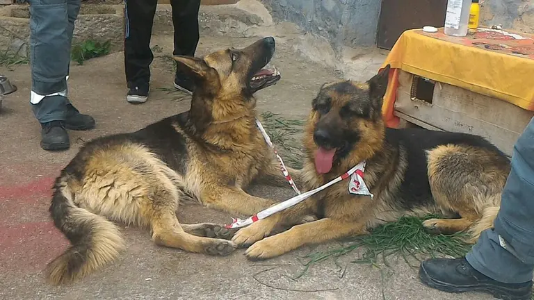 Dos de los pastores alemanes encontrados en la carretera entre Mélida y Carcastillo