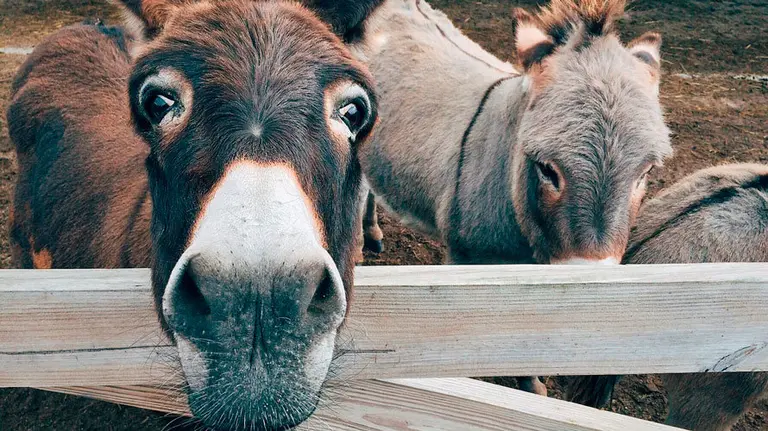 Varios burros en un recinto cerrado en una imagen de archivo.