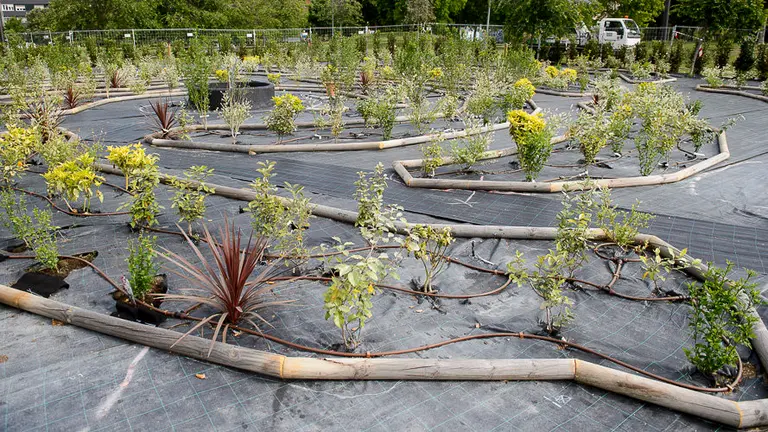Miembros de la comisión y la Gerencia de Urbanismo, visita el Jardín de la Galaxia, la Vía Láctea a escala conformada por arbustos. PABLO LASAOSA 08