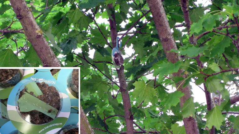 El Ayuntamiento de Pamplona coloca larvas de mariquitas para combatir a los pulgones.