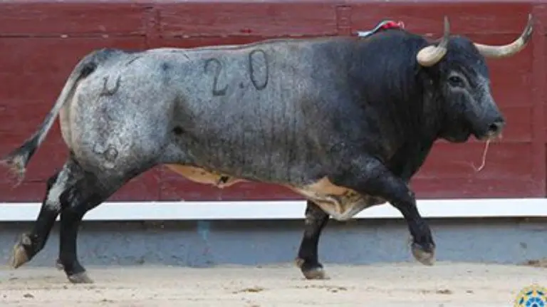 El toro 'Libre', de Rehuelga, premiado con la vuelta al ruedo en Las Ventas.