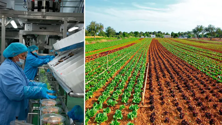 Trabajadoras de Florette preparan las ensaladas en bol. FLORETTE.