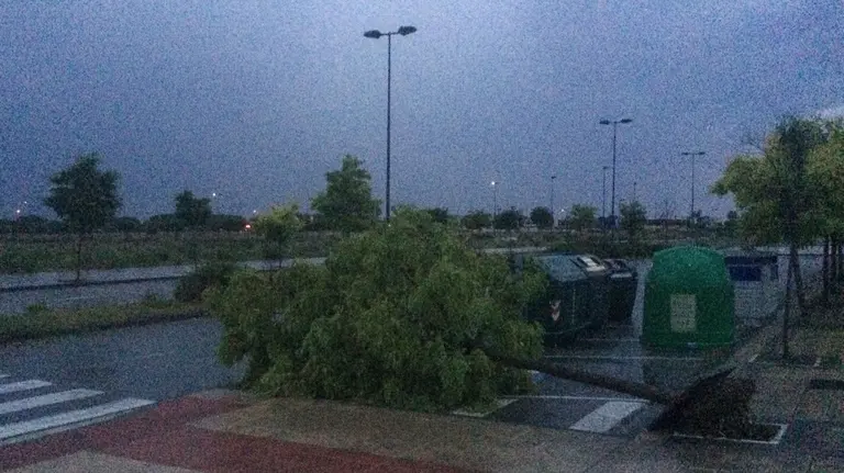 Árboles derribados por el viento en Tafalla debido a la fuerte tormenta de este 8 de junio. NAVARRA (1)