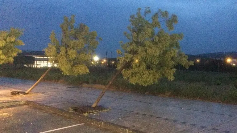 Árboles derribados por el viento en Tafalla debido a la fuerte tormenta de este 8 de junio. NAVARRA (2)