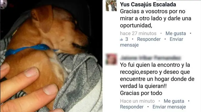 Cachorro encontrado en Valtierra bajo la lluvia. PFORAL