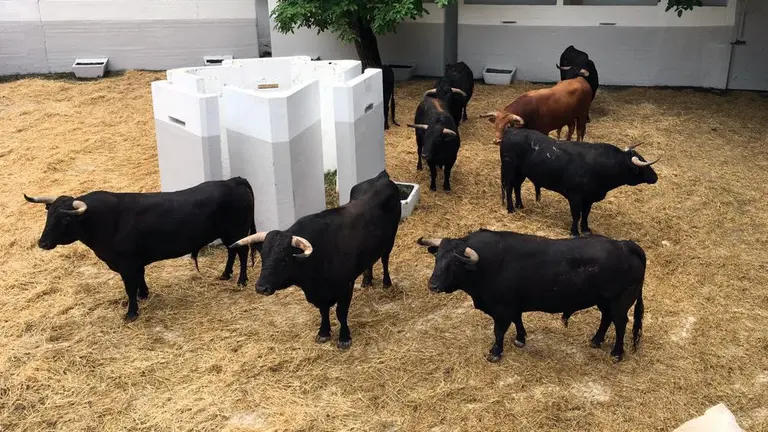 Novillada de El Parralejo en la plaza de Toros de Pamplona.