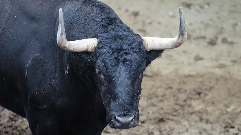 Los toros de Fuente Ymbro para el primer encierro de San Fermín 2017 descansan en los corrales del Gas de Pamplona. MIGUEL OSÉS (7)