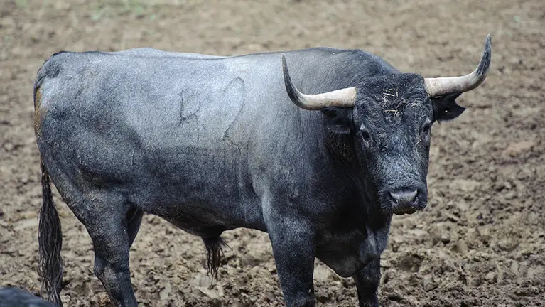 Los toros de José Escolar para el segundo encierro de San Fermín 2017 descansan en los corrales del Gas de Pamplona. MIGUEL OSÉS (10)