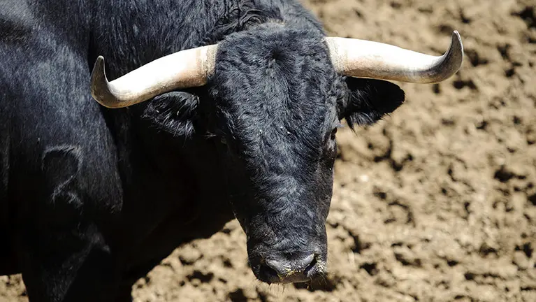 Los toros del Puerto de San Lorenzo para el tercer encierro de San Fermín 2017 descansan en los corrales del Gas de Pamplona. MIGUEL OSÉS (4)