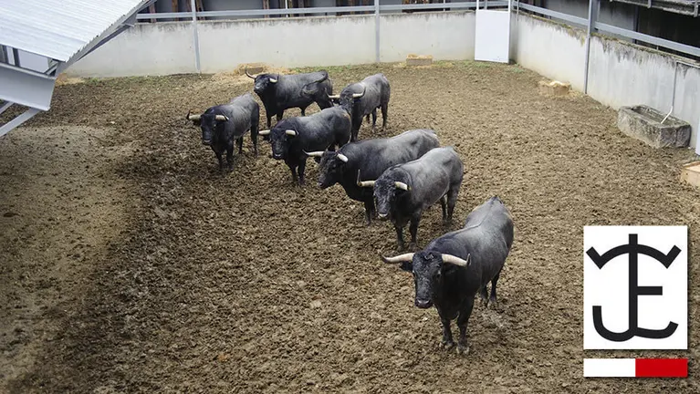 Manada de la ganadería de Don José Escolar para el encierro de 2017