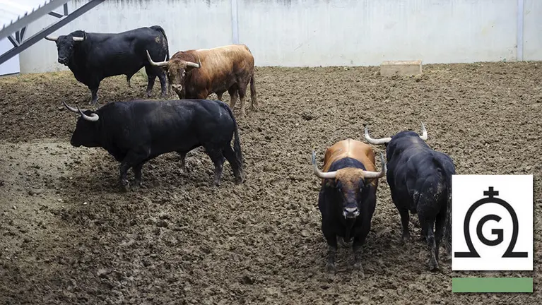 Manada de la ganadería de Fuente Ymbro para el encierro de 2017