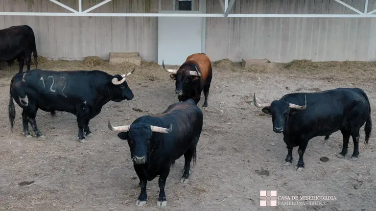 Toros de Núñez del Cuvillo en los corrales del Gas de 2017.
