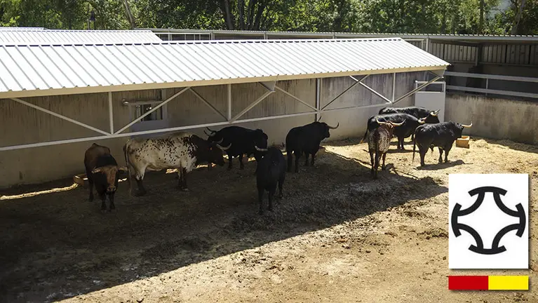 Manada de la ganadería de Puerto de San Lorenzo para el encierro de 2017. MIGUEL OSÉS.