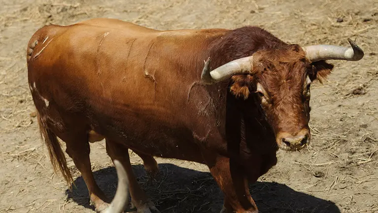 Los toros de Jandilla para San Fermín 2017 en los corrales del Gas de Pamplona. MIGUEL OSÉS (3)