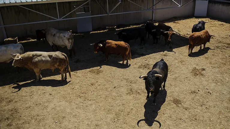 Los toros de Jandilla para San Fermín 2017 en los corrales del Gas de Pamplona. MIGUEL OSÉS (4)